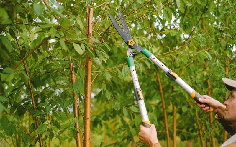Tree trimming in Hughesville, PA
